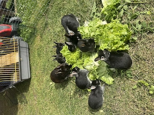 Zwergkaninchen Baby s & Eltern