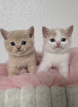 BKH Kitten 
