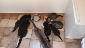 Babykatzen