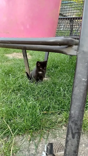 Katzen Babys 