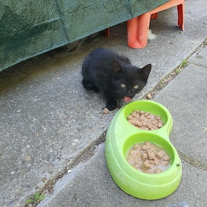Katzenbaby sucht einen liebevollen Zuhause 