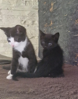 Kitten   Katze   Kater   Katzenjunges   Junges   Katzenbaby suchen ein Zuhause  