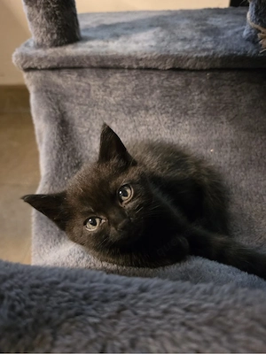 2 Baby Katzen 