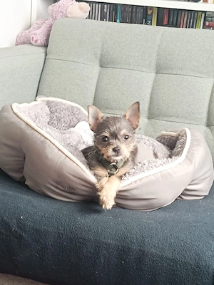 chihuahua mix 10 wochen 