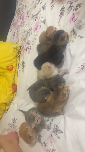 Bkh baby kitten