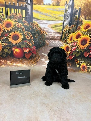 Mini aussiedoodle Welpen Abgabebereit Australian shepherd