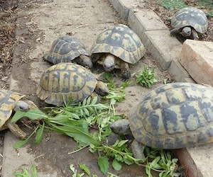 Suche Griechische Landschildkröten