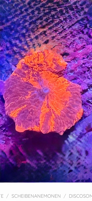Discosoma Deadpool mushroom Meerwasser