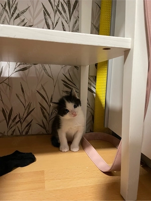 Süse Babykätsen 