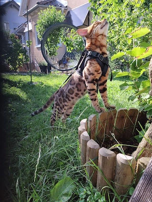 Bengal Deckkater XXL 