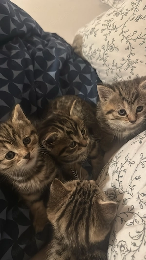 Bengal - EKH Kitten 