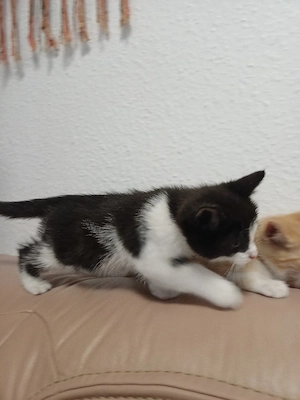 3 Baby katzen (9Wochen alt) zu verkaufen