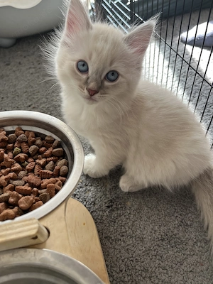 Unsere letzte  babykatze sucht ein Zuhause
