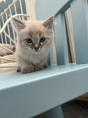 Unsere letzte Ragdoll  baby sucht ein Zuhause