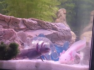 Axolotl melanoiden ist ein Männlein 