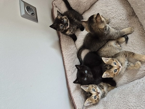 Fünf hübschen britisch Kurzhaar  Bengal mix Kitten zu verkaufen 