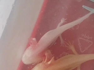 Axolotl  Weißling Jungtier