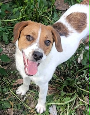 Beagle Mix  Freddy   -  toller Familienanschluss gesucht