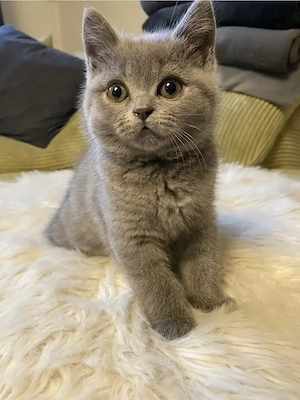 BKH-Kitten, reinrassig, blue 