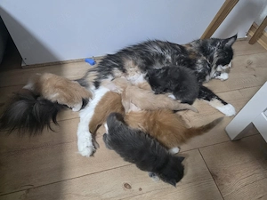 Maine Coon Kitten Xxl