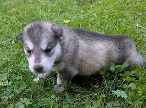 Alaskan Malamyte - Husky Welpen 