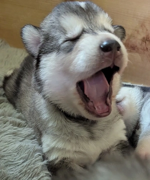 Alaskan Malamyte - Husky Welpen 