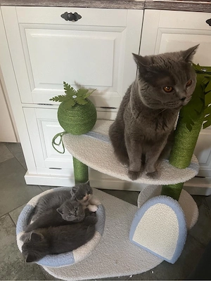 BKH Kitten blue , blue withe mit Stammbaum!