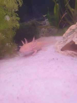 Gold Axolotl  2 zur Verfügung 