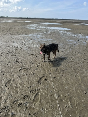 Liebevollen Hund abzugeben