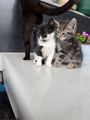 babykatze 