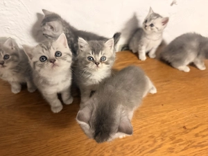 7 BKH-Kitten (reinrassig) 6 Wochen