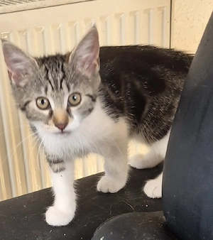 Bezauberndes Main Coon Mix Mädel