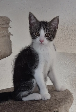 Bildschönes Main Coon Mix Katerchen 