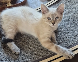  Besonderes Main Coon Mix Mädchen 