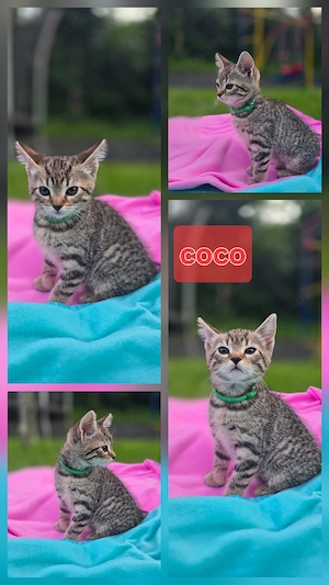 Britisch Kurzhaar Mischlings-Kitten