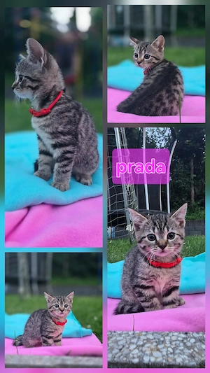 Britisch Kurzhaar Mischlings-Kitten