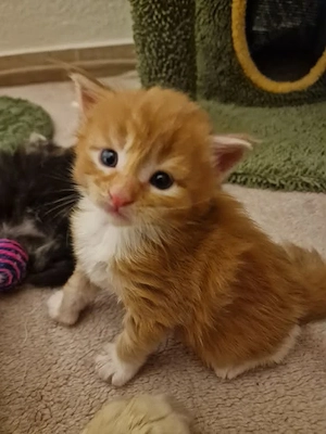 Maine Coon Kitten Mädchen mit Stammbaum aus N N Verpaarung