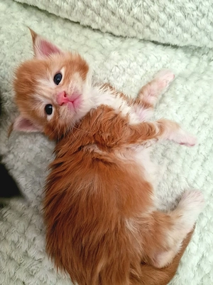 Maine Coon Kitten Mädchen mit Stammbaum aus N N Verpaarung Bild 4