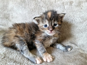 Maine Coon Kitten Mädchen mit Stammbaum aus N N Verpaarung Bild 3