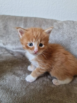 Maine Coon Kitten Mädchen mit Stammbaum aus N N Verpaarung Bild 5