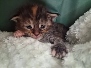 Maine Coon Kitten Mädchen mit Stammbaum aus N N Verpaarung Bild 6