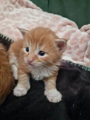 Maine Coon Kitten Mädchen mit Stammbaum aus N N Verpaarung Bild 7
