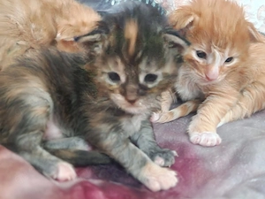 Maine Coon Kitten Mädchen mit Stammbaum aus N N Verpaarung