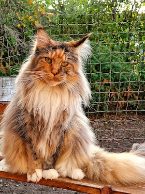 Maine Coon Kitten Mädchen mit Stammbaum aus N N Verpaarung Bild 8