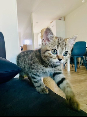 BKH Kitten Junge mit Impfausweis und Vertrag