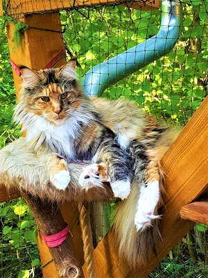 Maine Coon Kitten Mädchen mit Stammbaum aus N N Verpaarung Bild 9
