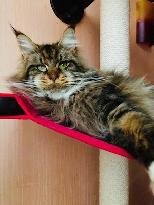 Maine Coon Kitten Mädchen mit Stammbaum aus N N Verpaarung Bild 10