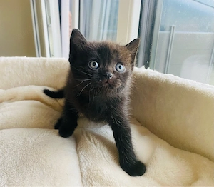 BKH Junge Kitten geimpft mit Vertrag