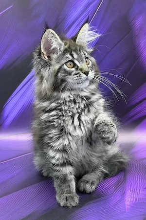 Atemberaubendes 4 Monate altes männliches Maine-Coon-Kätzchen auf der Suche nach einem Zuhause für i