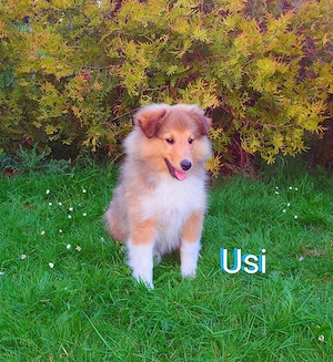 Sheltie Welpe (Rüde)sucht ein neues Zuhause.